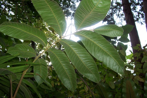 Diploglottis australis (Native Tamarind)