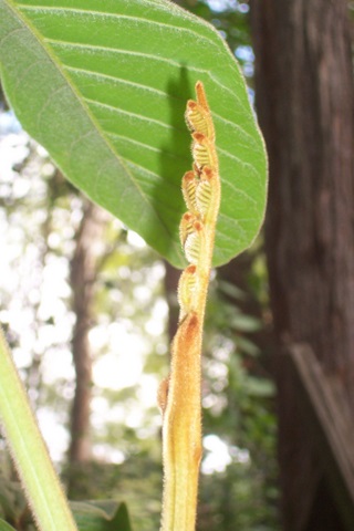 Diploglottis australis (Native Tamarind) (alternate view 2)