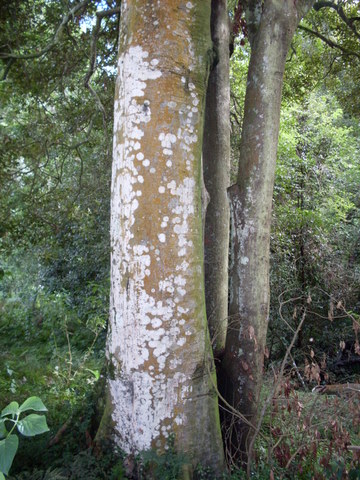 Diploglottis australis (Native Tamarind) (alternate view 3)
