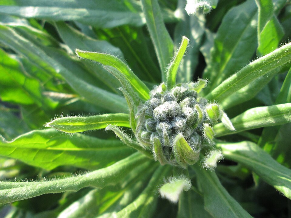 Cynoglossum officinale (hound's-tongue)