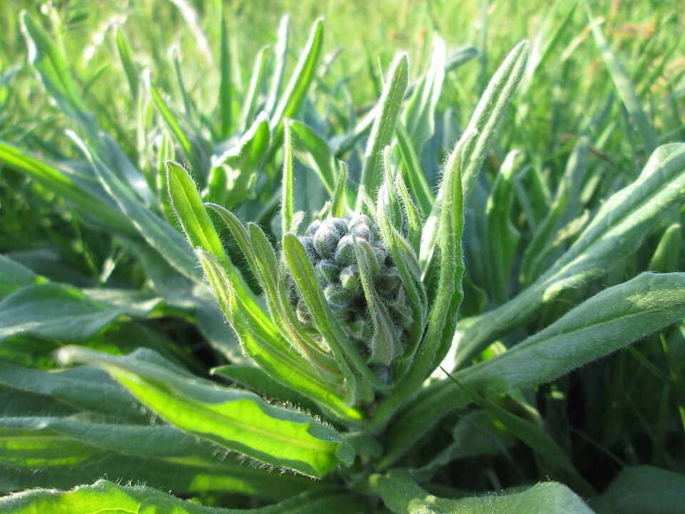 Cynoglossum officinale (hound's-tongue)
