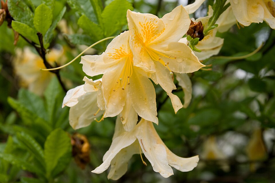 Rhododendron japonicum (Japanese azalea)