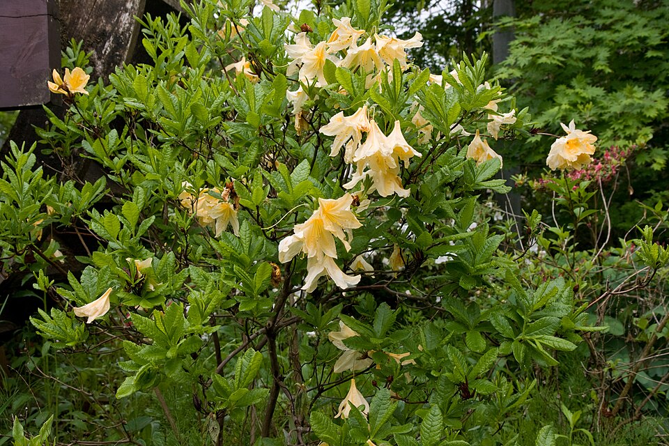 Rhododendron japonicum (Japanese azalea)