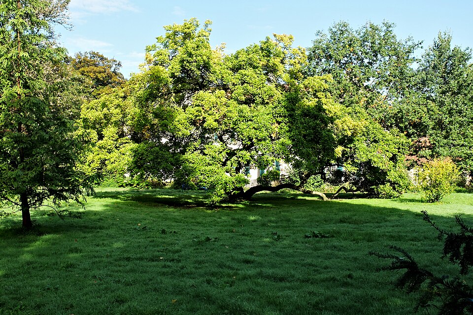 Magnolia × soulangeana (saucer magnolia) (alternate view 7)