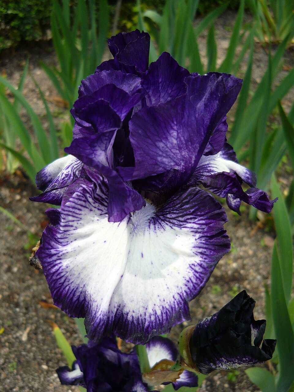 Iris germanica 'Oreo' (Oreo Bearded Iris)