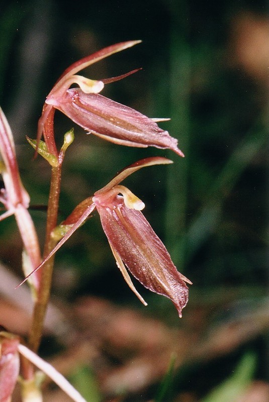 Cyrtostylis robusta (large gnat-orchid) (alternate view 6)