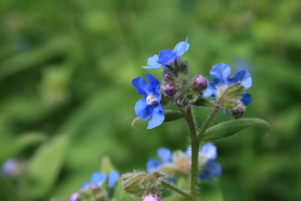 Pentaglottis sempervirens (Green Alkanet)