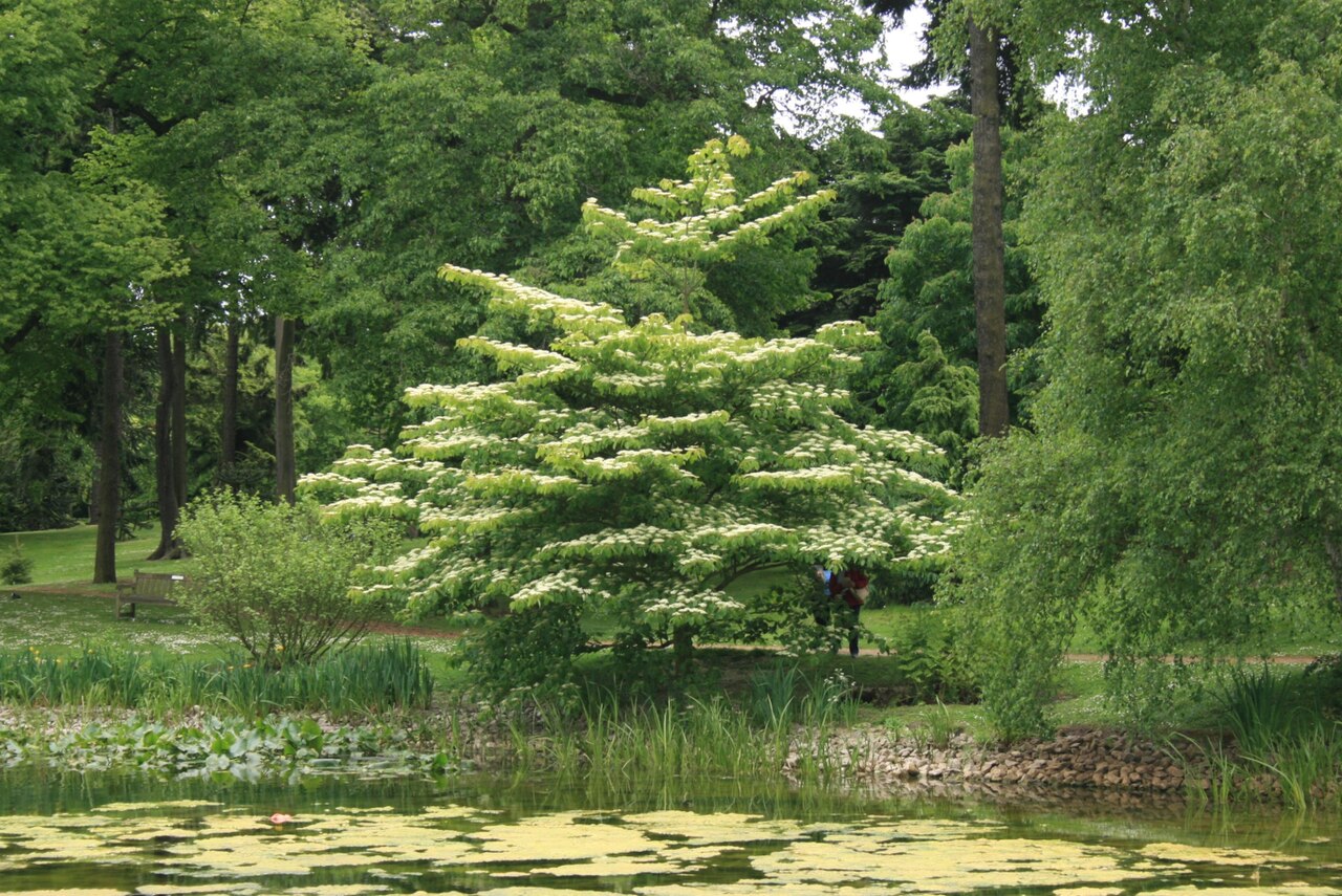 Cornus controversa, Wedding cake tree — spreading deciduous (Cornaceae) (image 8 of 10)