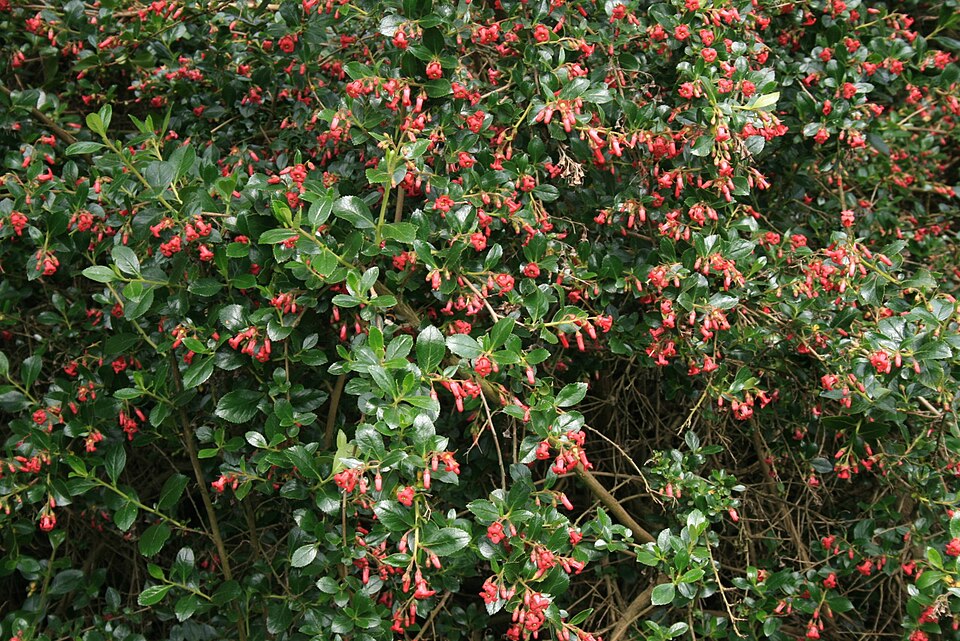 Escallonia rubra (redclaws)