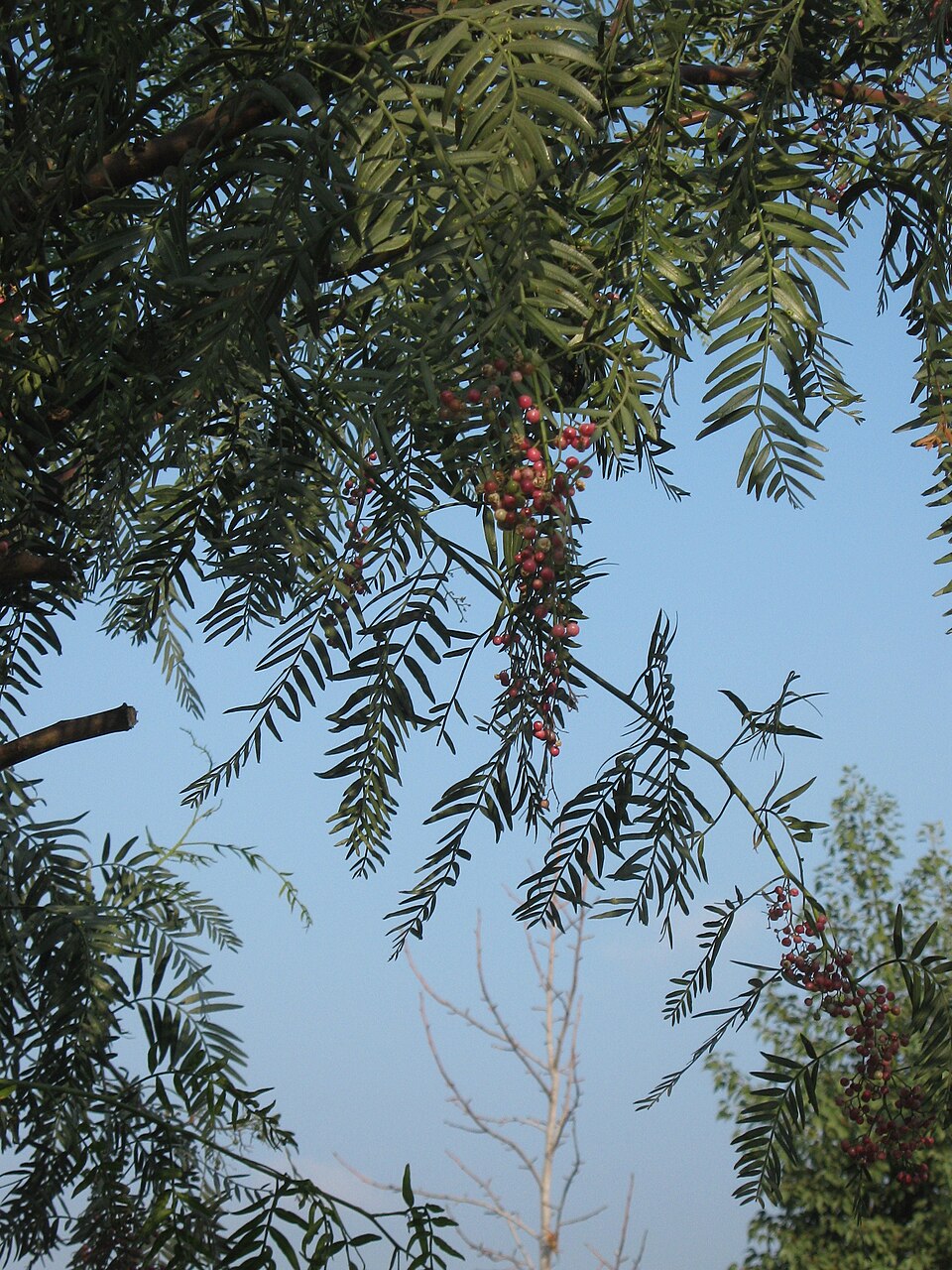 Schinus areira (Peppercorn Tree) (alternate view 6)