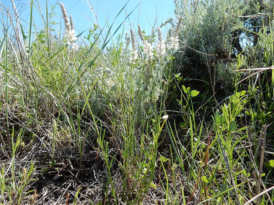 Senega alba (white milkwort) (alternate view 10)