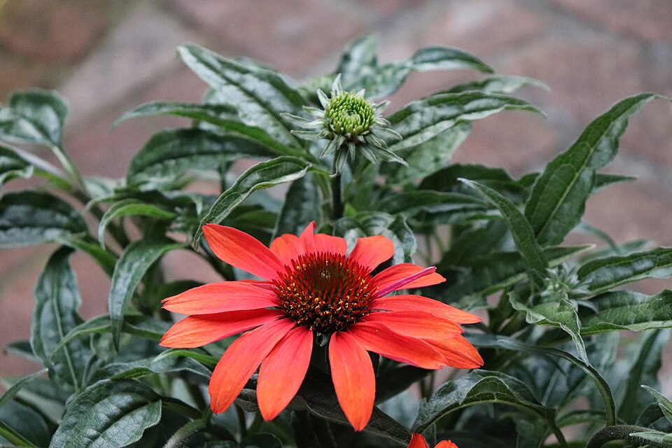 Echinacea × 'Cheyenne Spirit' (Cheyenne Spirit Coneflower)
