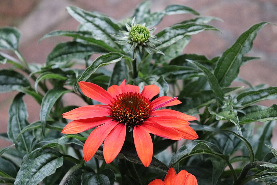 Echinacea × 'Cheyenne Spirit' (Cheyenne Spirit Coneflower) (alternate view 2)