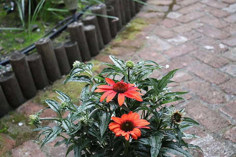 Echinacea × 'Cheyenne Spirit' (Cheyenne Spirit Coneflower) (alternate view 3)