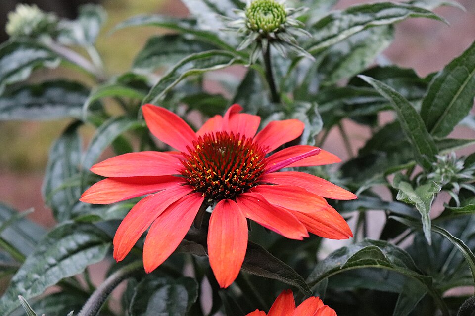 Echinacea × 'Cheyenne Spirit' (Cheyenne Spirit Coneflower) (alternate view 4)