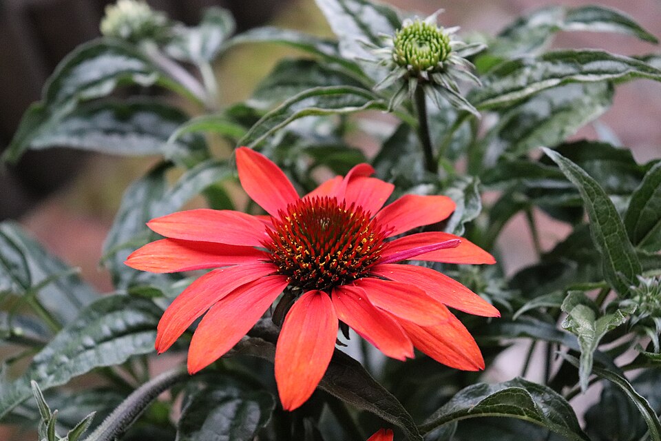 Echinacea × 'Cheyenne Spirit' (Cheyenne Spirit Coneflower) (alternate view 5)