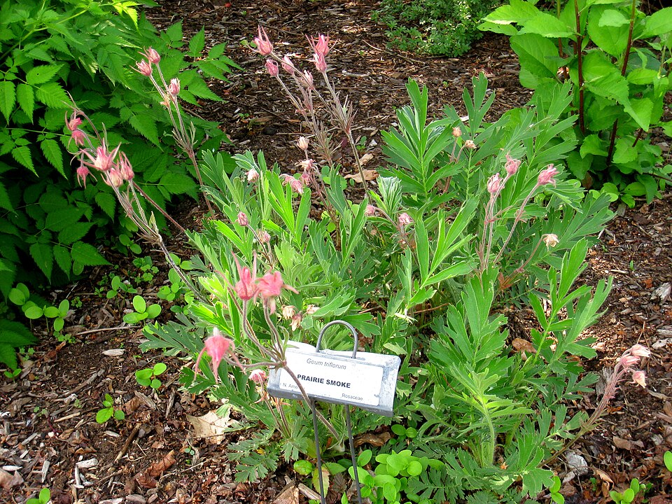 Geum triflorum (Prairie Smoke) (alternate view 8)