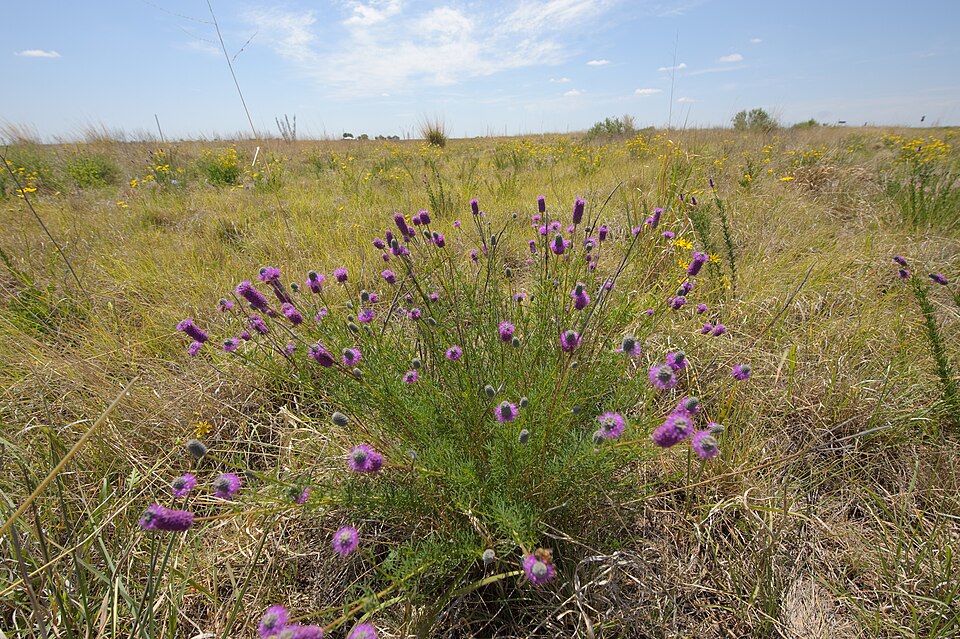 Dalea (prairie clovers)