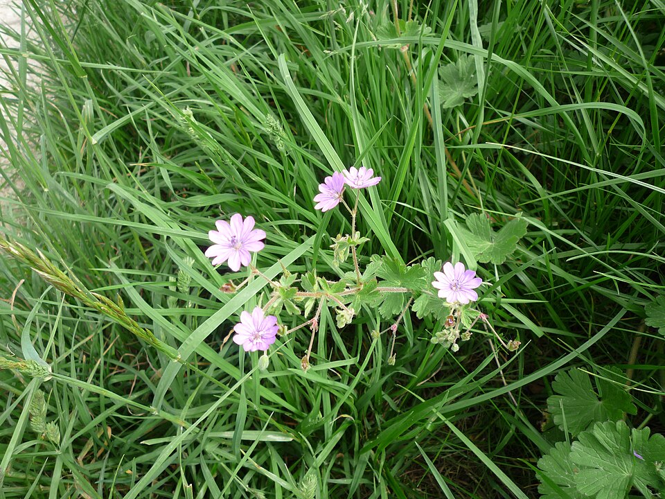 Geranium pyrenaicum (Hedgerow Crane's-bill)