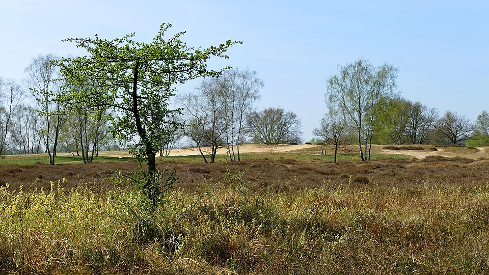 Salix repens (Creeping Willow)