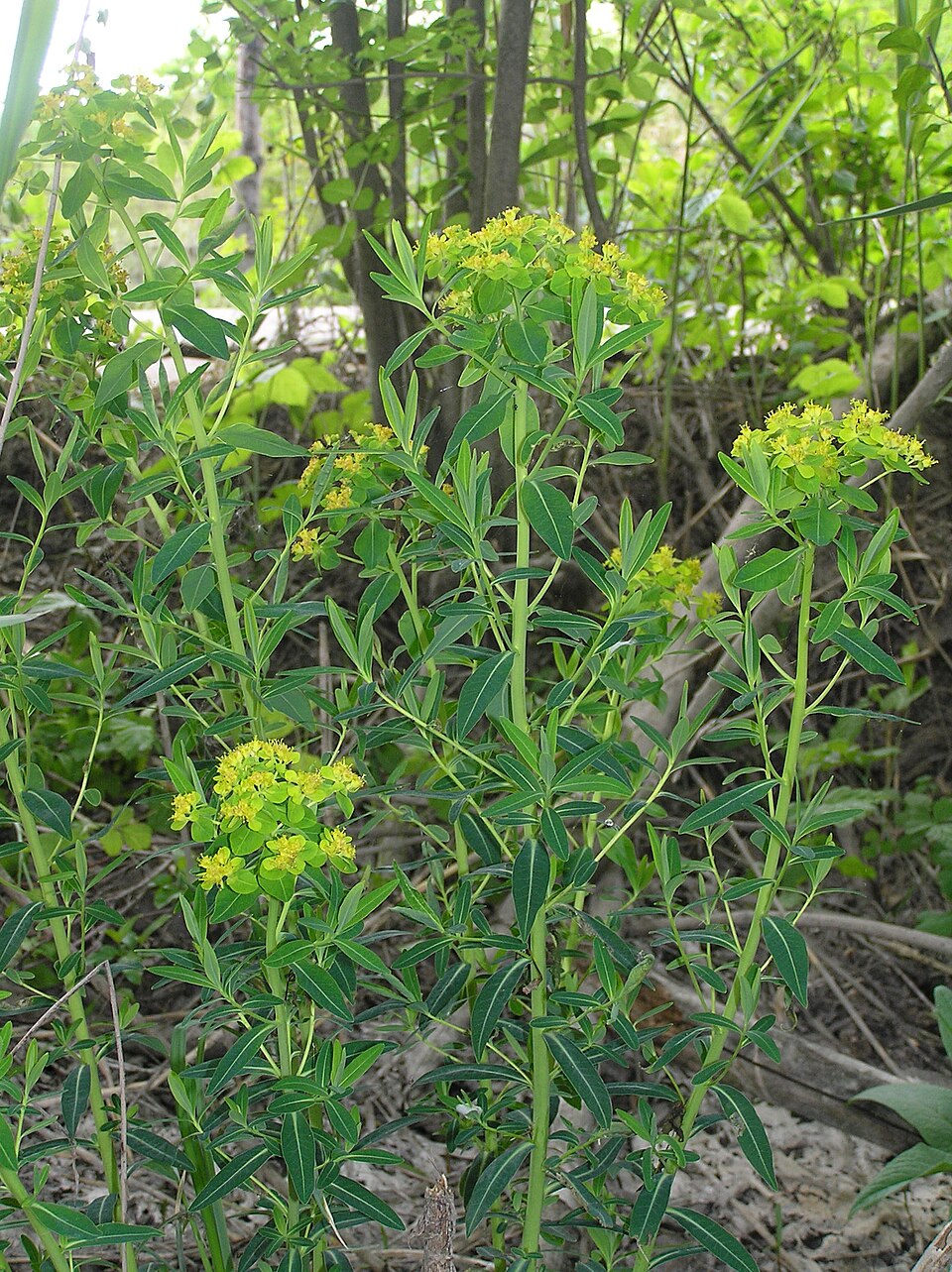 Euphorbia palustris (alternate view 11)