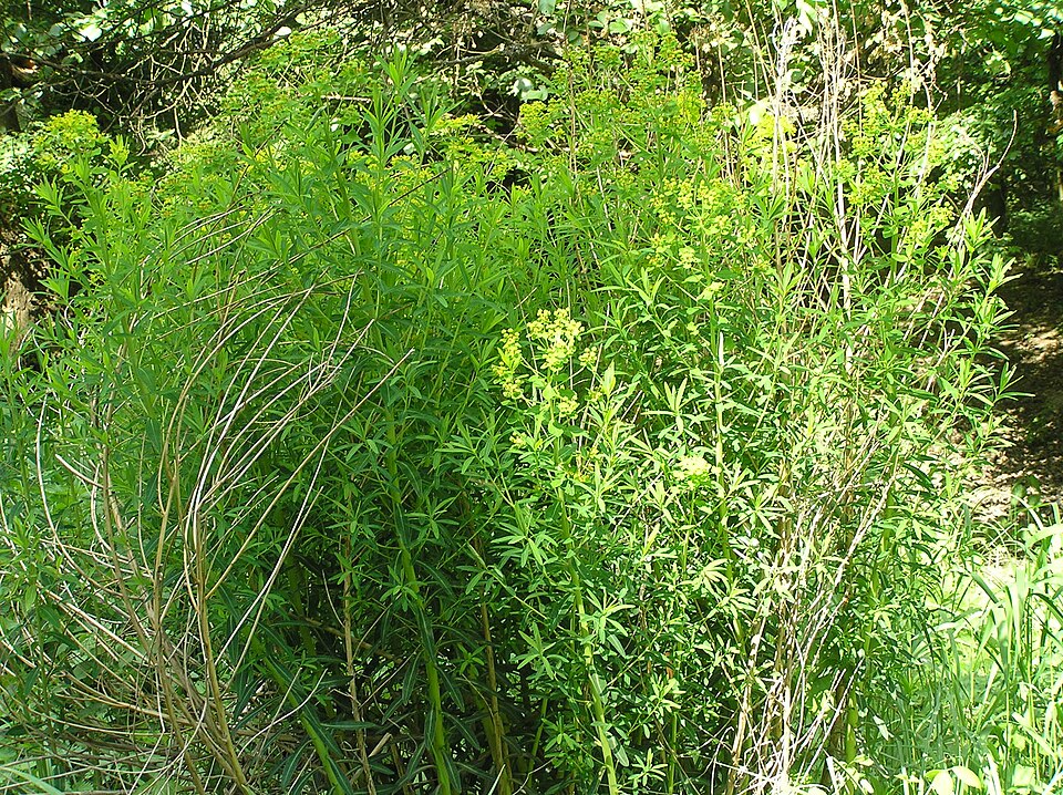 Euphorbia palustris (alternate view 12)