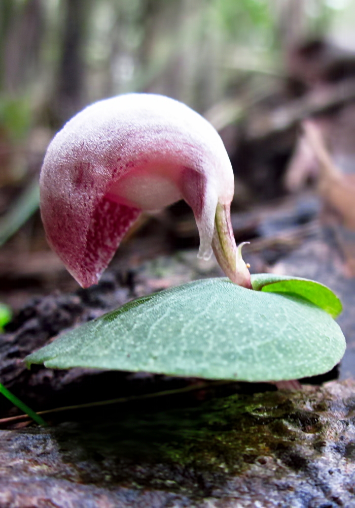 Corybas aconitiflorus (Spurred Helmet-orchid) (alternate view 7)