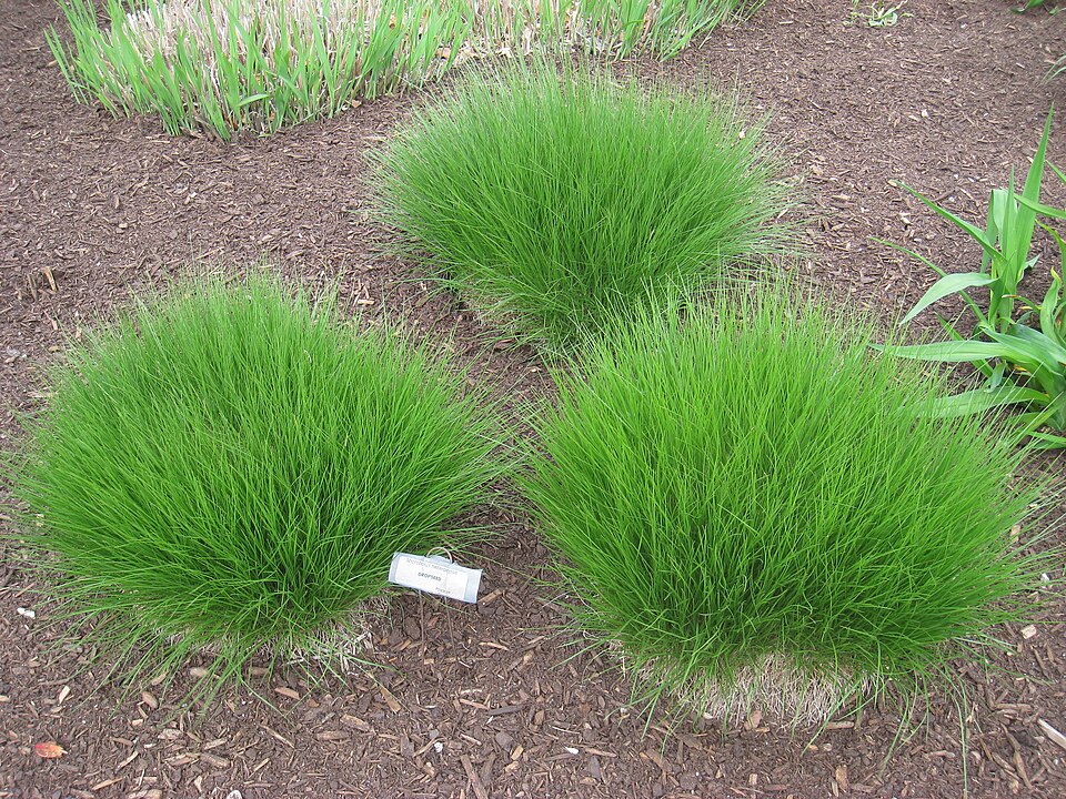 Sporobolus heterolepis (Prairie Dropseed) (alternate view 5)