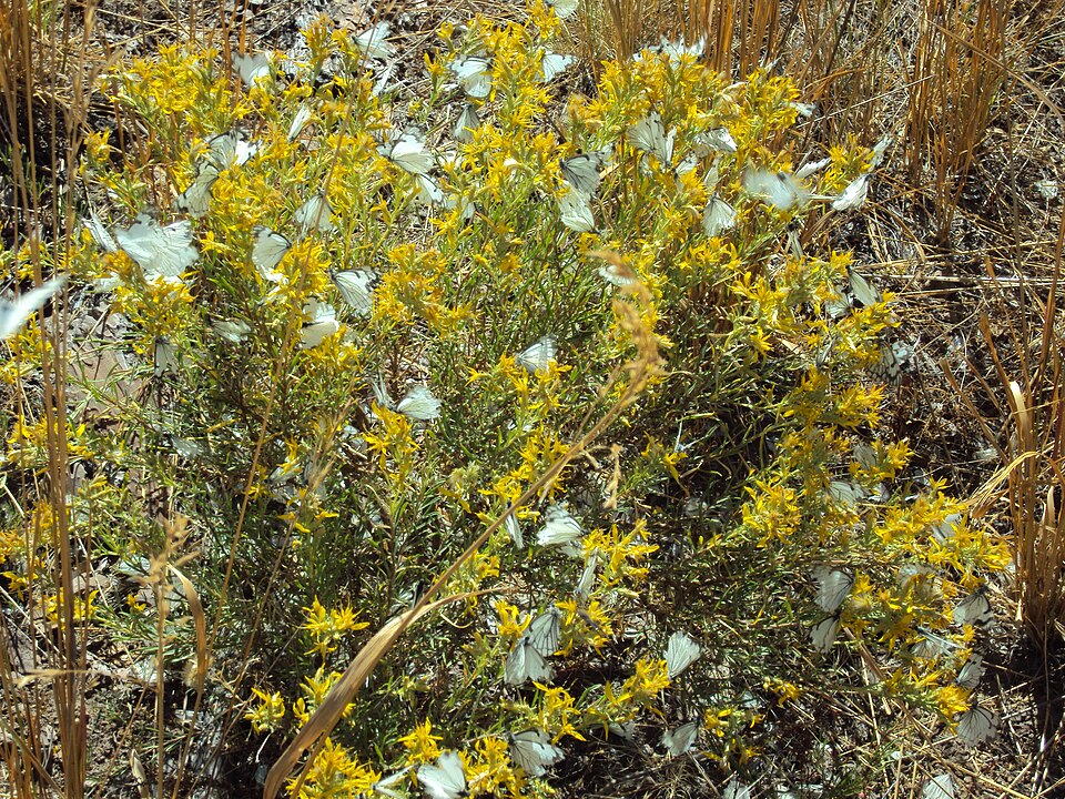 Ericameria (goldenbushes)