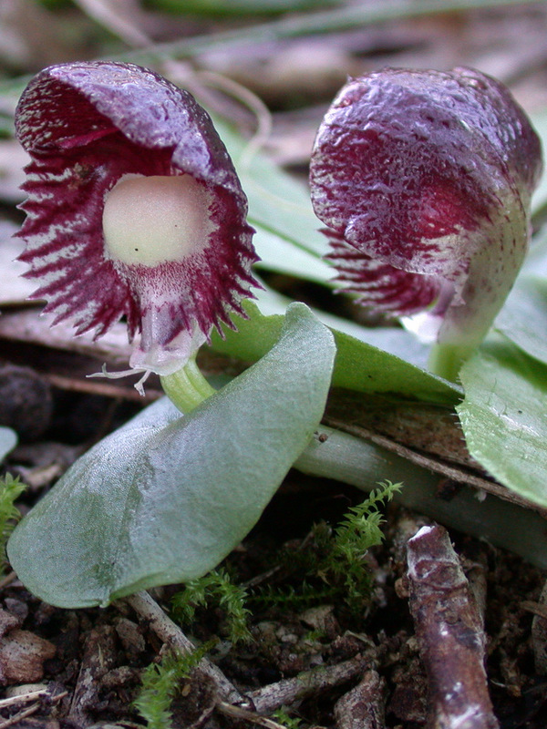 Corybas diemenicus (veined helmet-orchid) (alternate view 2)