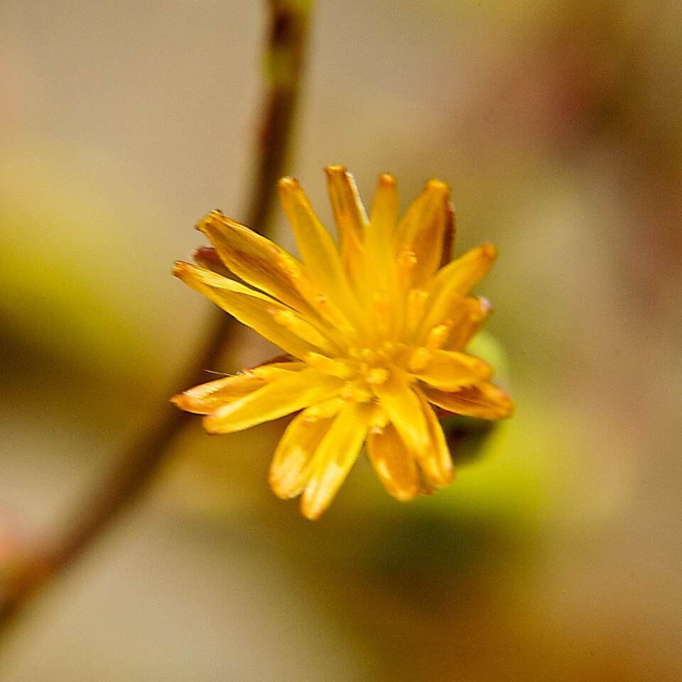 Lactuca canadensis (Canada wild lettuce) (alternate view 6)