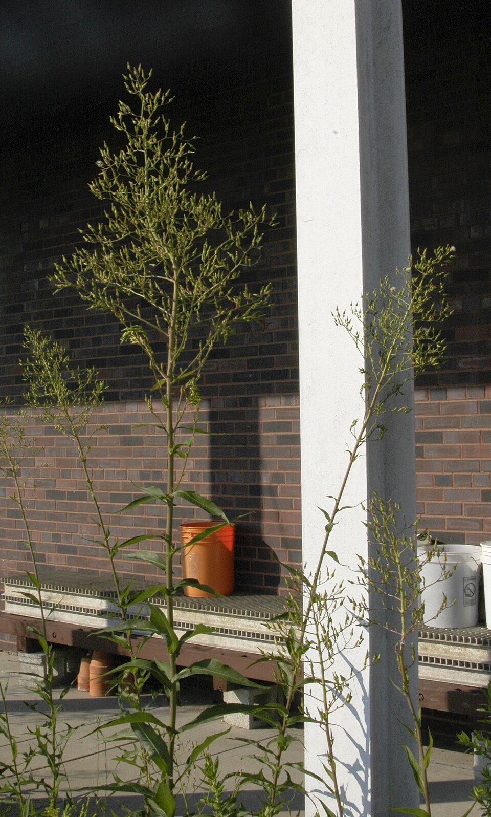 Lactuca canadensis (Canada wild lettuce) (alternate view 7)