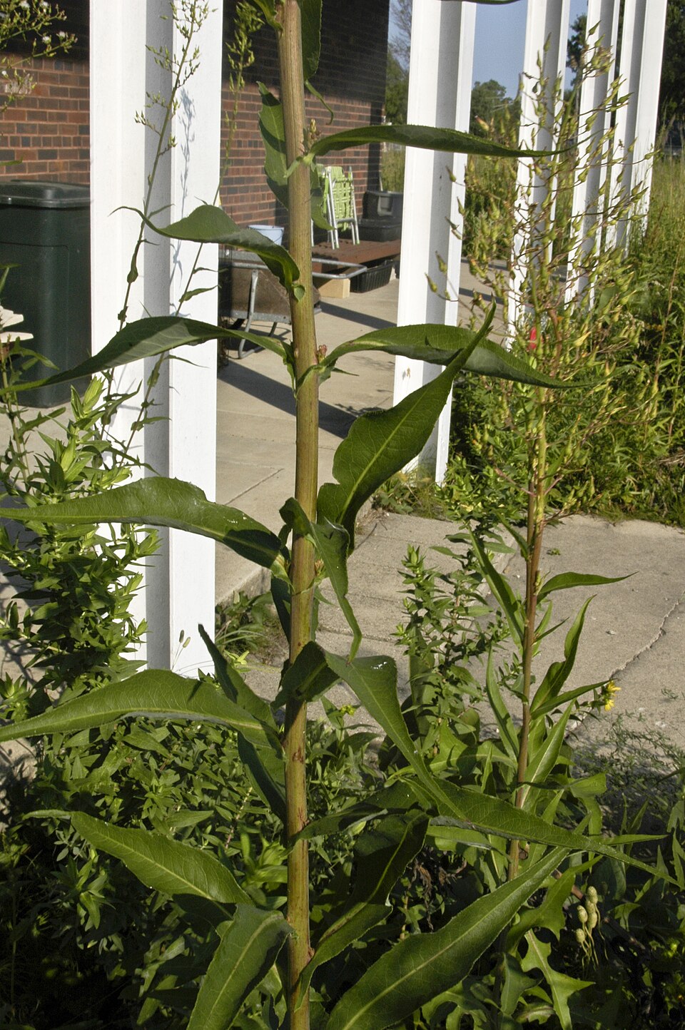 Lactuca canadensis (Canada wild lettuce) (alternate view 8)