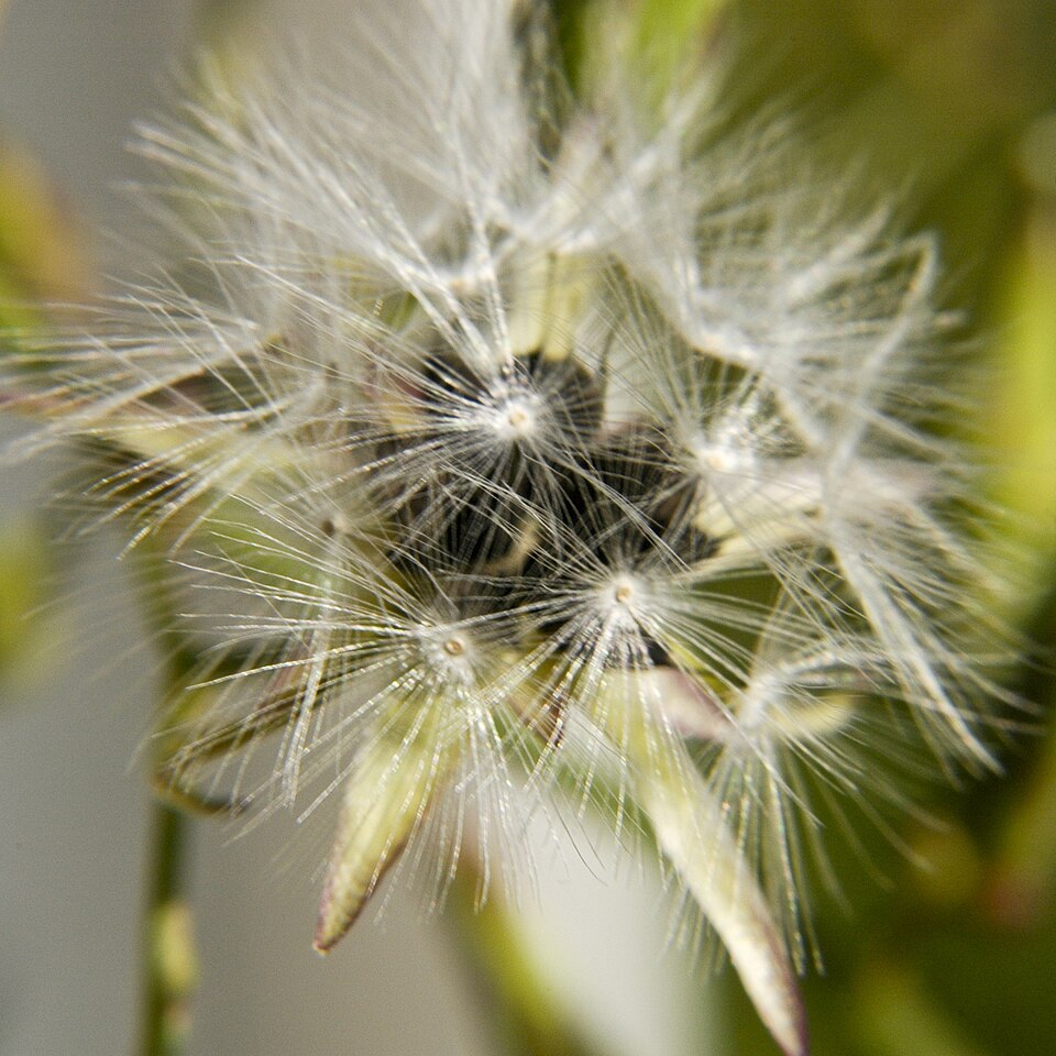 Lactuca canadensis (Canada wild lettuce) (alternate view 9)