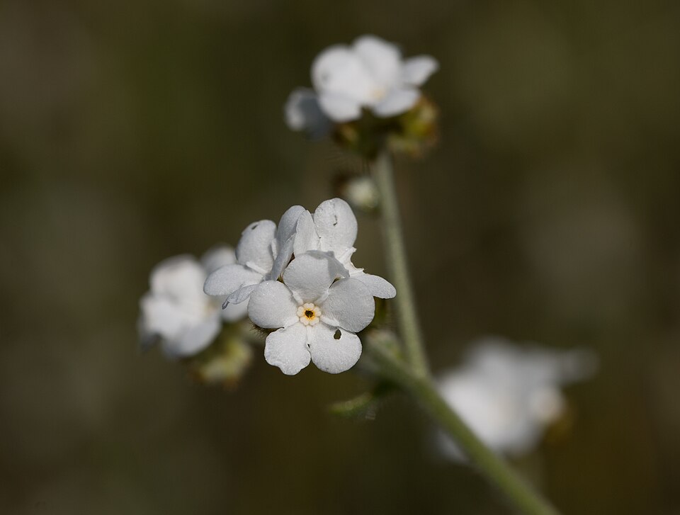 Plagiobothrys nothofulvus (Rusty Popcornflower) (alternate view 5)