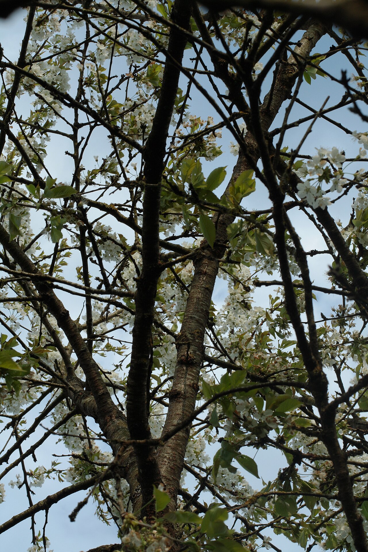 Prunus avium, Wild cherry — upright deciduous (Rosaceae) (image 3 of 9)
