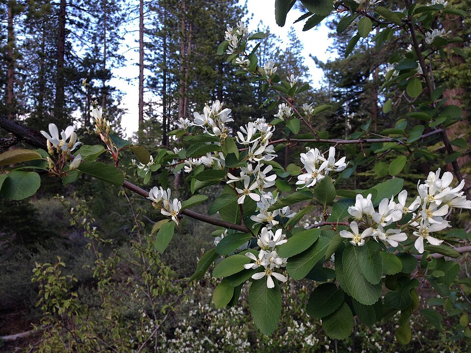Amelanchier (serviceberries) (alternate view 5)