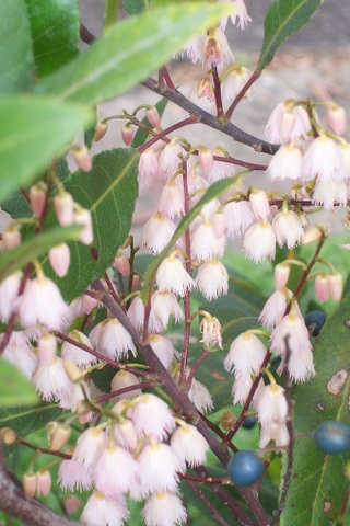 Elaeocarpus reticulatus (Blueberry ash)