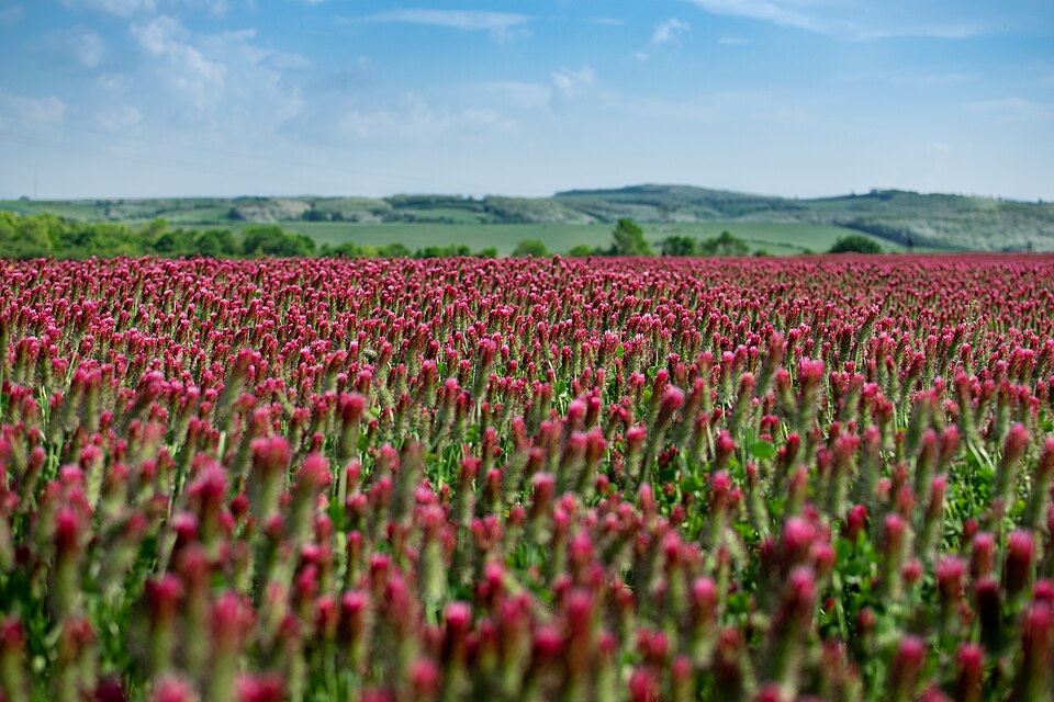 Trifolium (clovers) (alternate view 3)