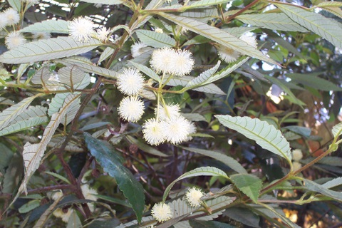 Callicoma serratifolia (Callicoma) (alternate view 6)