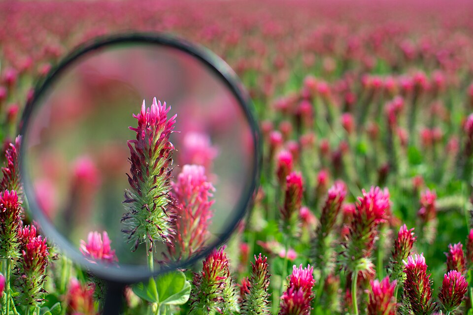 Trifolium (clovers) (alternate view 4)