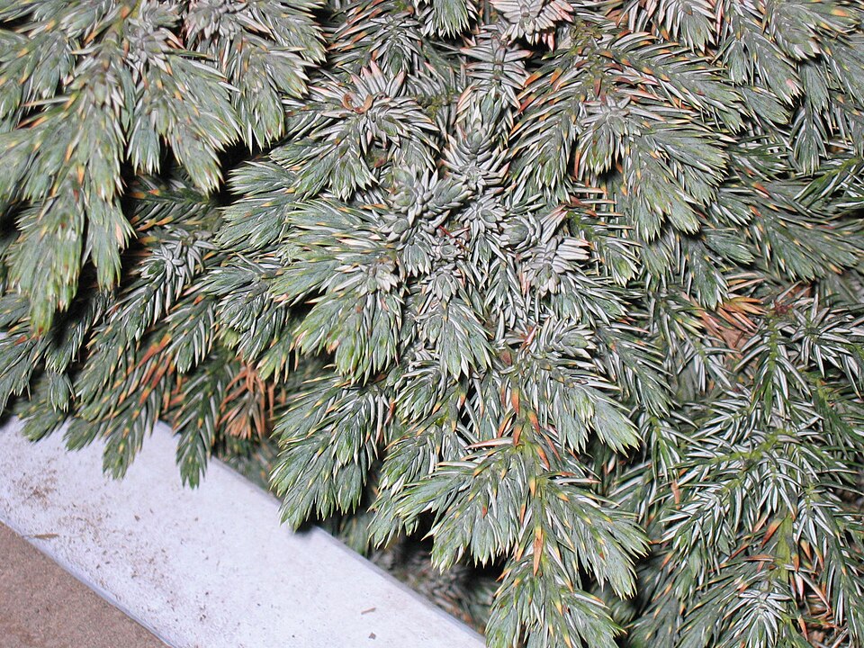 Juniperus squamata 'Blue Star' (Blue Star Juniper)