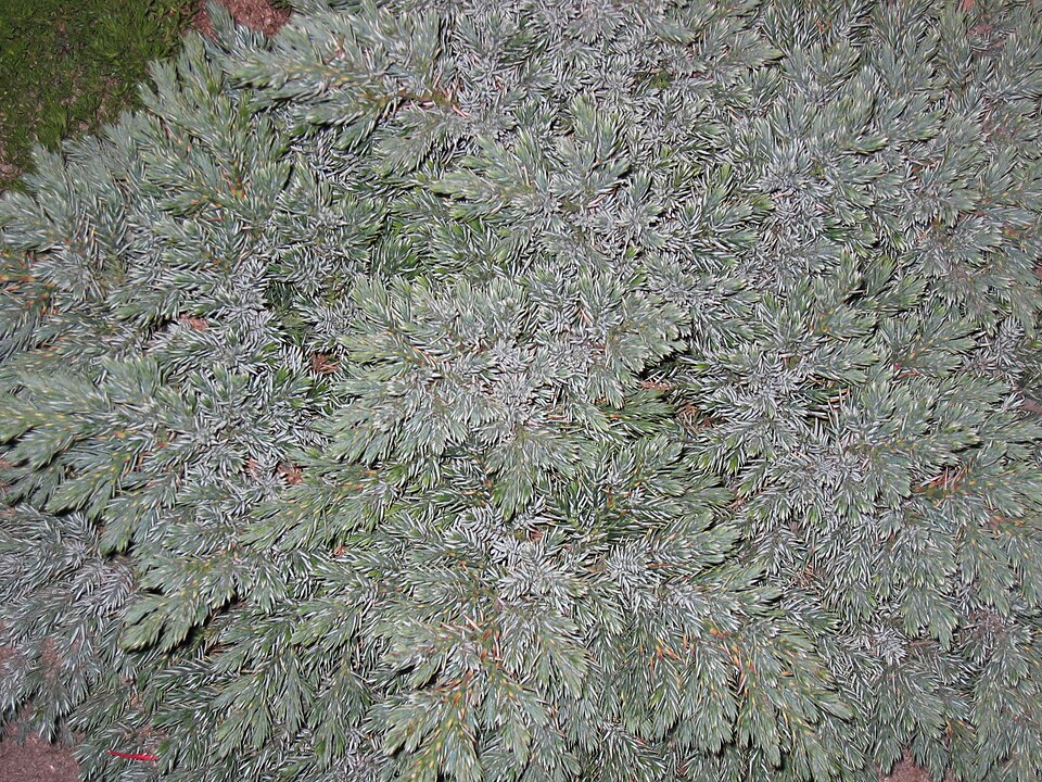 Juniperus squamata 'Blue Star' (Blue Star Juniper) (alternate view 2)