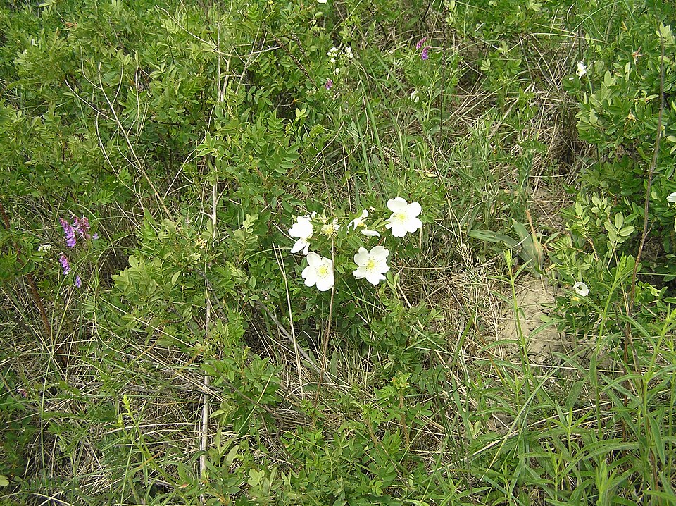 Rosa spinosissima (Burnet Rose)