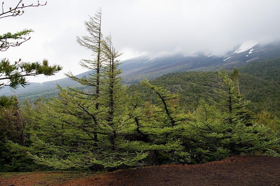 Larix kaempferi (Japanese Larch) (alternate view 8)