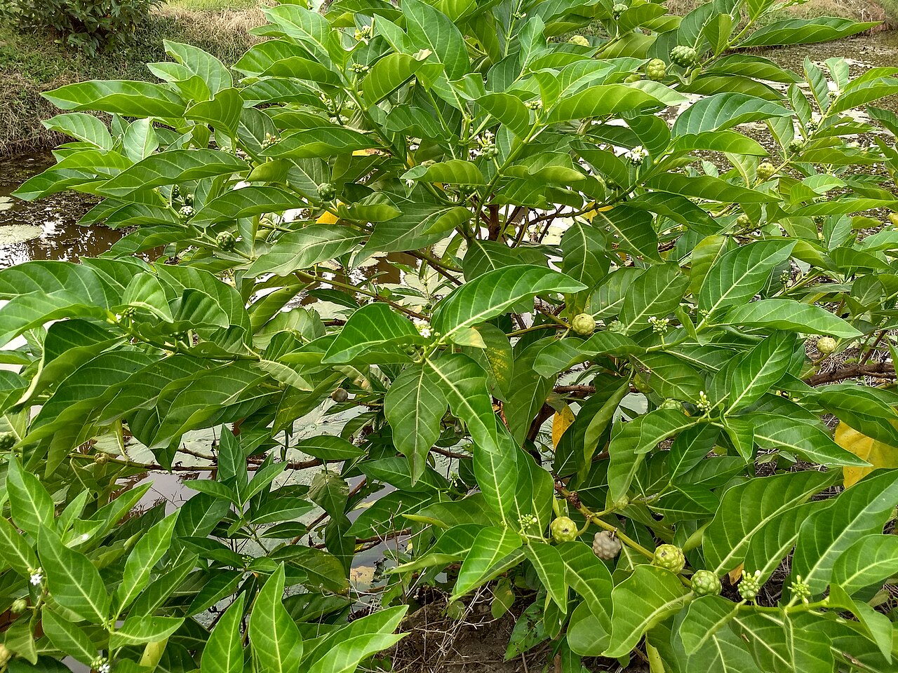 Morinda citrifolia, Noni — upright evergreen (Rubiaceae) (image 10 of 10)
