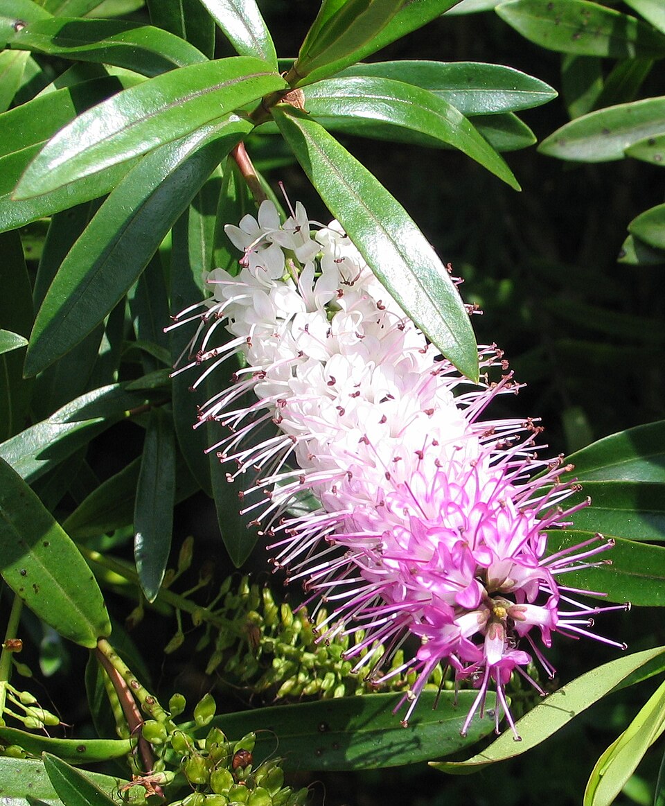 Veronica speciosa (New Zealand hebe)