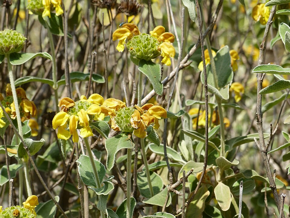 Phlomis (Lampwicks) (alternate view 4)