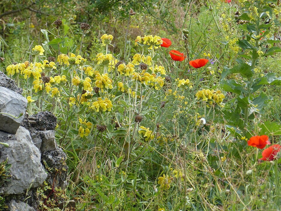 Phlomis (Lampwicks) (alternate view 5)