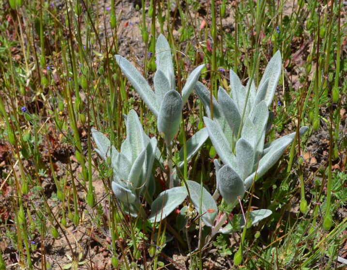 Asclepias eriocarpa (woollypod milkweed) (alternate view 10)